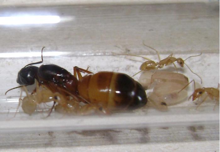 Camponotus sanctus